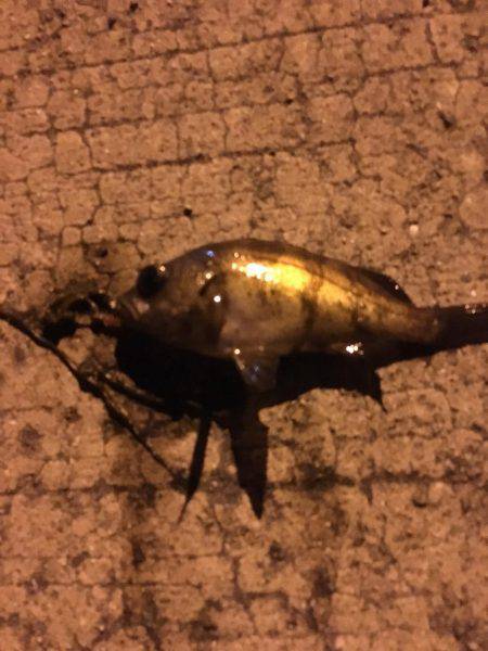 姫路妻鹿でメバリング