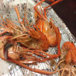 明石川でテナガエビ