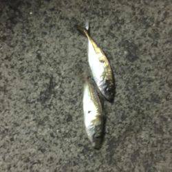 今夜も好調！横浜アジング