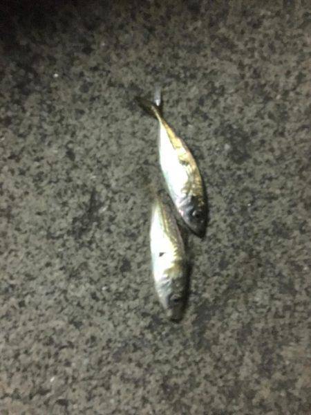 今夜も好調！横浜アジング