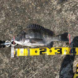 南港 チヌ フカセ