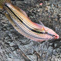 小浜市地磯フカセ釣り