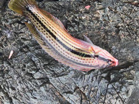 小浜市地磯フカセ釣り