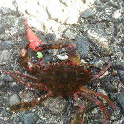 真っ昼間の伊東港の新井堤防で穴釣り。