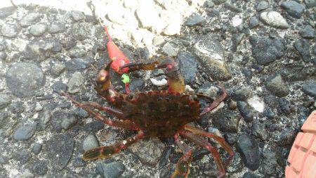 真っ昼間の伊東港の新井堤防で穴釣り。