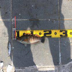 ベイト多過ぎ(苦笑)