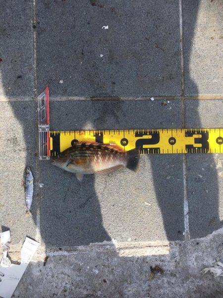 ベイト多過ぎ(苦笑)