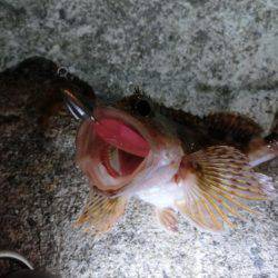 メバルはそろそろ終わりか？