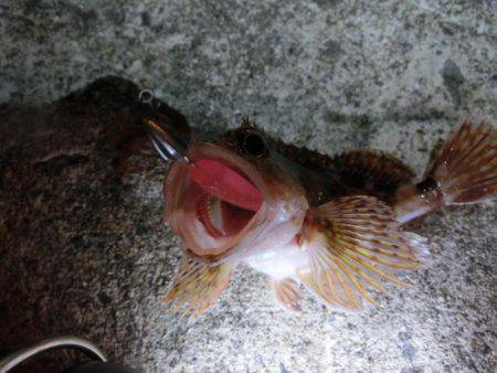 メバルはそろそろ終わりか？