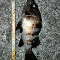 土庄町メバリング