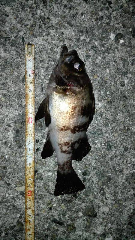 土庄町メバリング