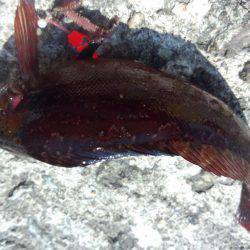 アイナメも釣れる