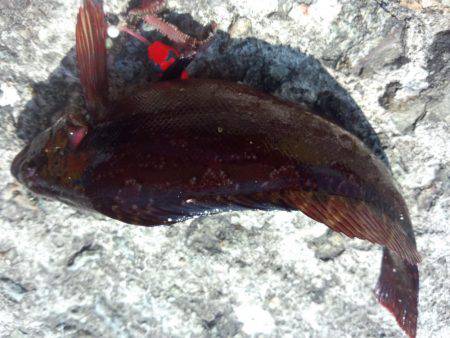 アイナメも釣れる