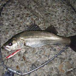 渋いながらもまずまず