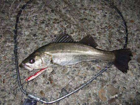 渋いながらもまずまず