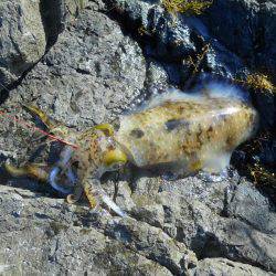 晴天、磯でアオリイカのヤエン釣り