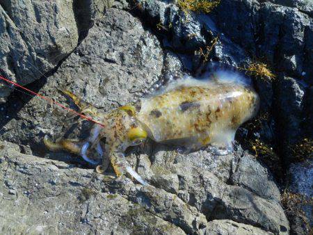 晴天、磯でアオリイカのヤエン釣り