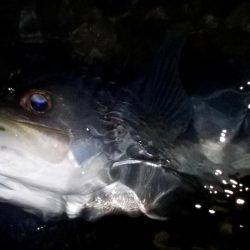 甲子園浜　ウェーディング　４５ｃｍ