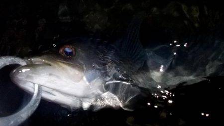 甲子園浜　ウェーディング　４５ｃｍ