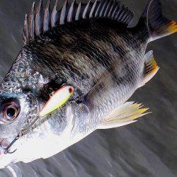 甲子園浜 デイゲーム スズキ&キビレ