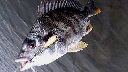 甲子園浜 デイゲーム スズキ&キビレ