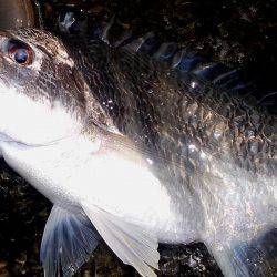 甲子園浜　デイゲーム　シーバス５×キビレ２×エイ４