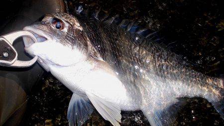 甲子園浜　デイゲーム　シーバス５×キビレ２×エイ４