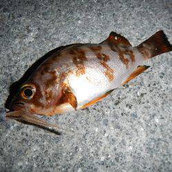 最後に、ドンっ