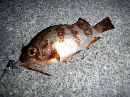 最後に、ドンっ