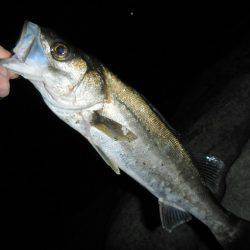 アジングは不調