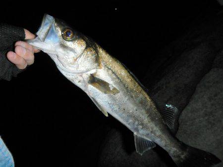 アジングは不調