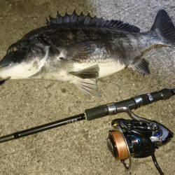 デイ&ナイトでチヌ