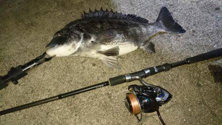 デイ&ナイトでチヌ