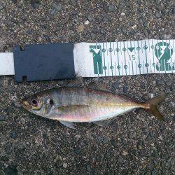 ジャンボ釣りたい