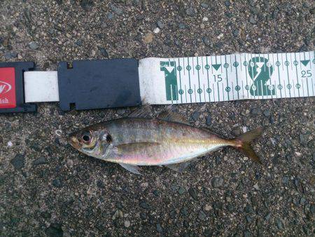 ジャンボ釣りたい