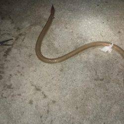 アオリはどこに？