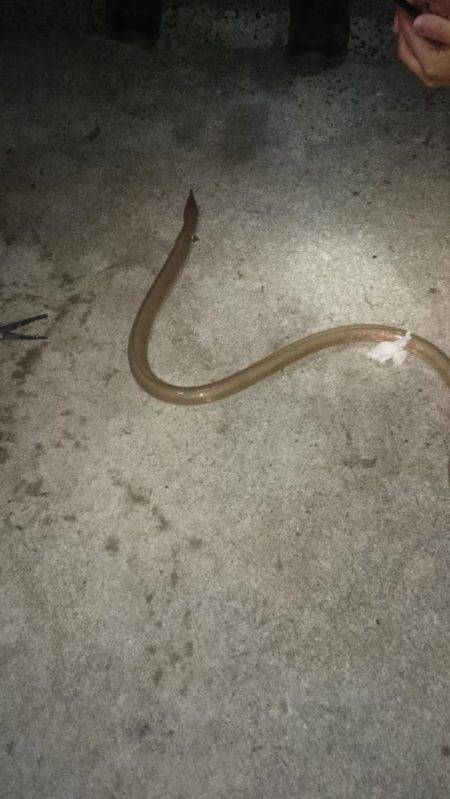 アオリはどこに？