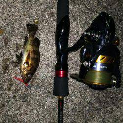 小さいメバルと普通のガシラ