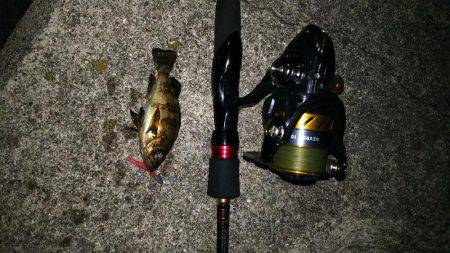 小さいメバルと普通のガシラ