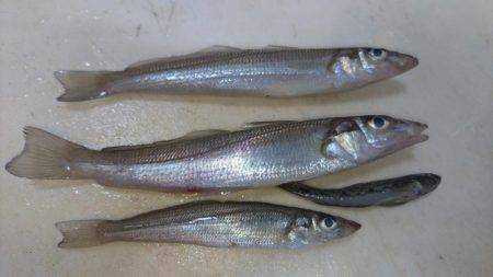 キス釣りスタート