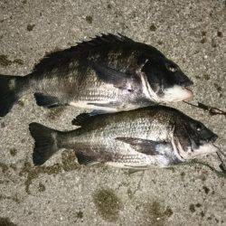 マニックでチヌ