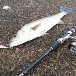 シーバスのちガシラ