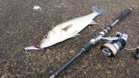 シーバスのちガシラ