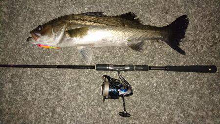 久しぶりのランカー