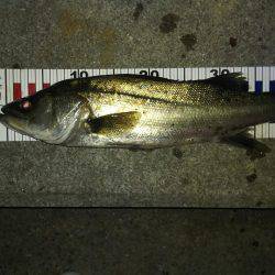 メバル狙いで、ドラグが止まらない!