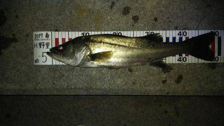 メバル狙いで、ドラグが止まらない!