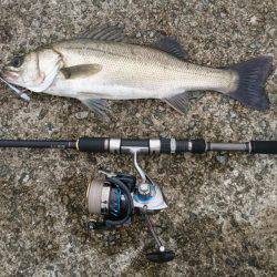 アブシンのちシーバス