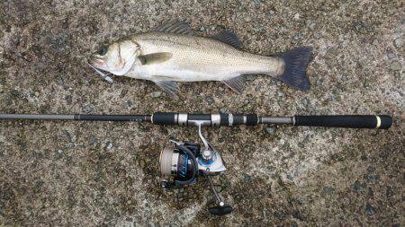 アブシンのちシーバス