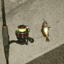 連夜のメバリング