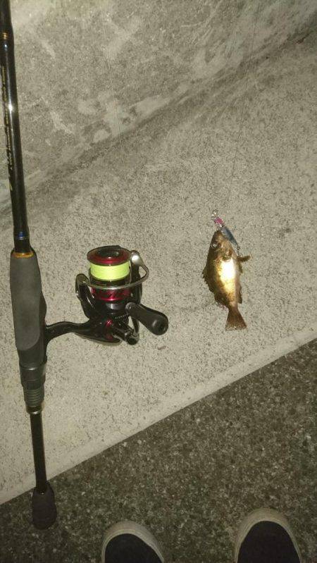 連夜のメバリング